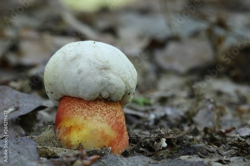 Boletus rhodoxanthus 