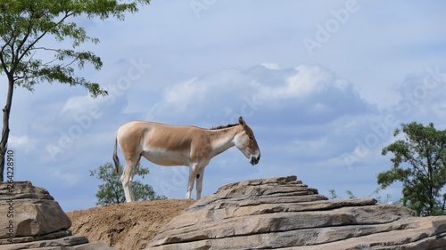 Onager on a hill with a blue sky background