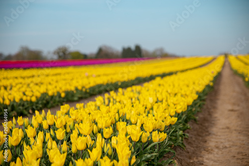 Tulip Field Norfolk England