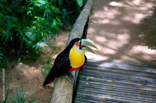 ave exotica perico loro en sudamerica