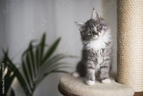 blue tabby maine coon kitten standing on cat furniture tilting head beside a houseplant in front of white curtains