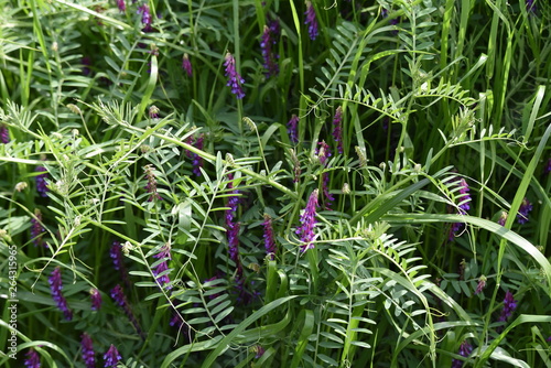 Hairy vetch (Vicia villosa)