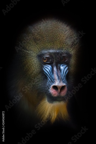 Sadness in the eyes, sad look. The pensive face of a madril monkey Rafiki Isolated black background