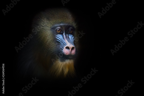 The pensive face of a madril monkey Rafiki Isolated black background