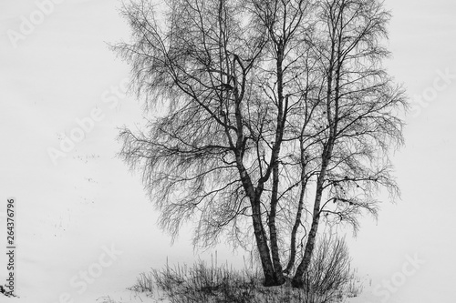 paesaggio invernale con albero di Betulla (Betula pendula) nella neve in BN