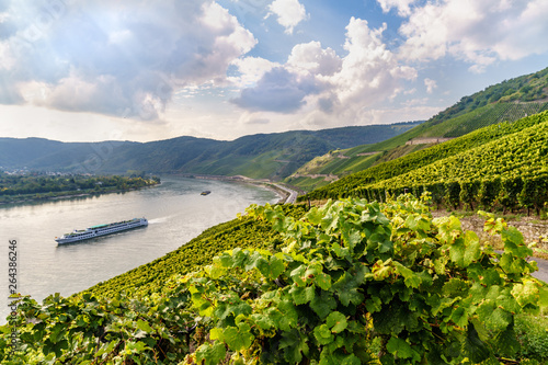 Weinberge am Bopparder Hamm