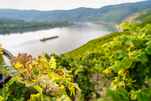 Weinberge im Bopparder Hamm am Mittelrhein