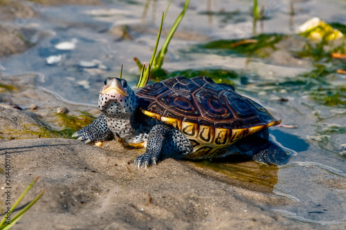 Diamondback Terrapin (Malaclemys terrapin)