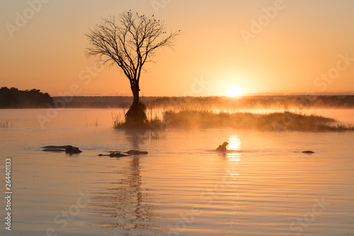 hippos at sunrise