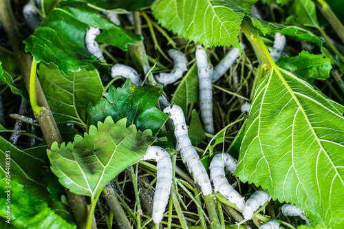 silkworm eating leaf mulberry