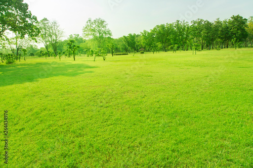 Lawn and trees green background with Beautiful lawn