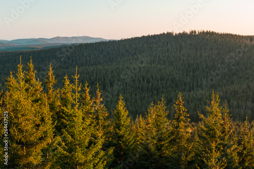 Nice forest valley with distant hills