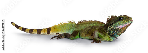 Amazing colorful adult Asian Water Dragon sitting / standing side ways on flat surface. Showing eyes and full body. Isolated on white background.