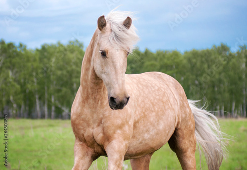 Free palomino horse runs in the field and forest