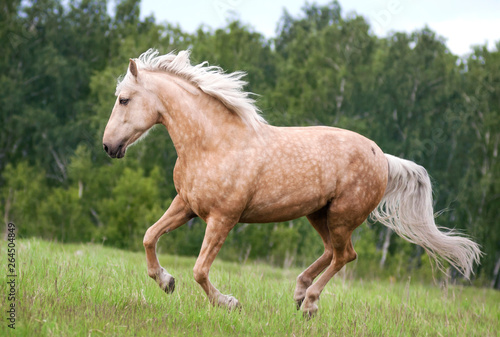 Free palomino horse runs in the field and forest