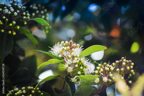 Metrosideros bartlettii, also known as Bartlett's rātā, Cape Reinga white rātā or Rātā Moehau, is endemic to New Zealand and is notable for its extreme rarity.