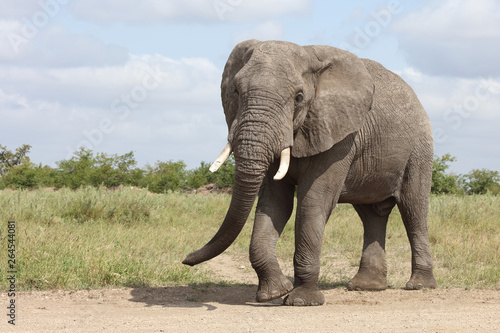 Afrikanischer Elefant / African elephant / Loxodonta africana