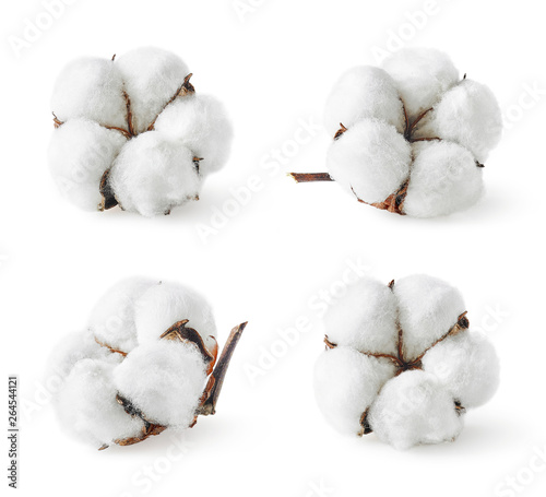 Set of various cotton flowers