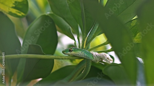 Männliche Raue Grasnatter (Opheodrys aestivus) während der Häutung