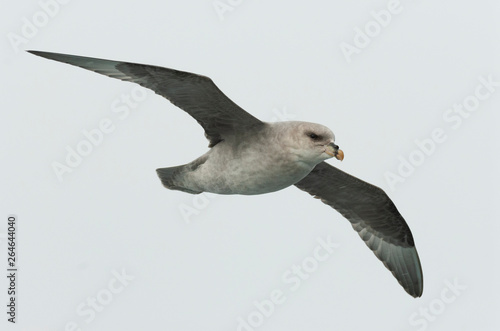 Northern fulmar in flight