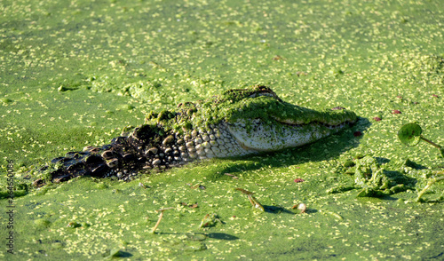 American alligator (Alligator mississippiensis) hidden in the marsh of Lake Apopka