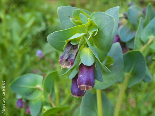 Tokyo,Japan-April 21, 2019: Cerinthe major in a garden in Tokyo