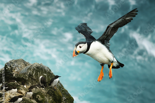 Close up of Atlantic puffin in flight