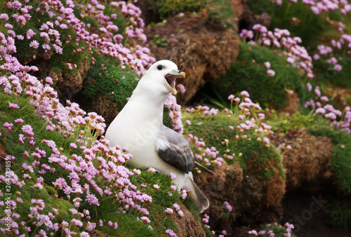 Close up of a calling Northern Fulmar in a field of thrift flowers