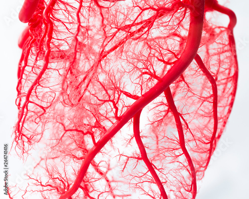 Blood vessel system of an heart 