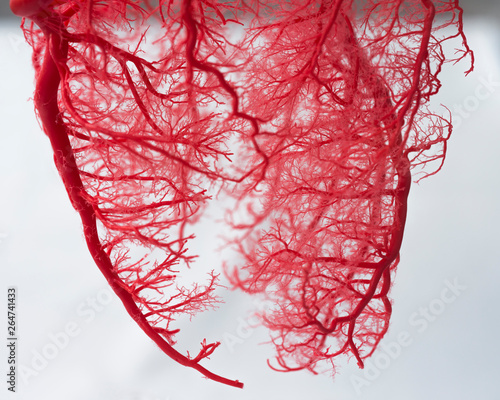 Blood vessel system of an heart 