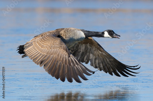 Canada Goose (Branta canadensis), Germany, Europe