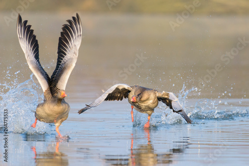 Fighting Greylag geese (Anser anser), Germany, Europe