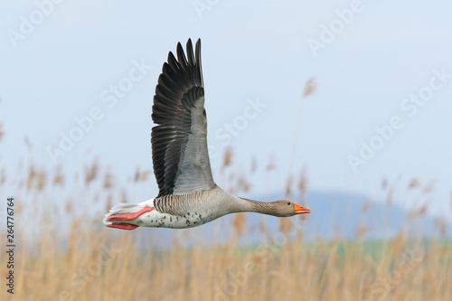Flying Greylag Goose, Anser anser, Germany, Europe