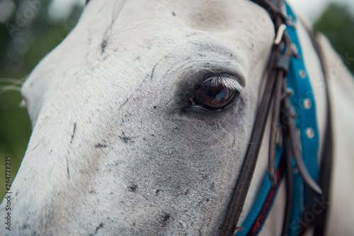 eye of white horse with long eyelashes close up