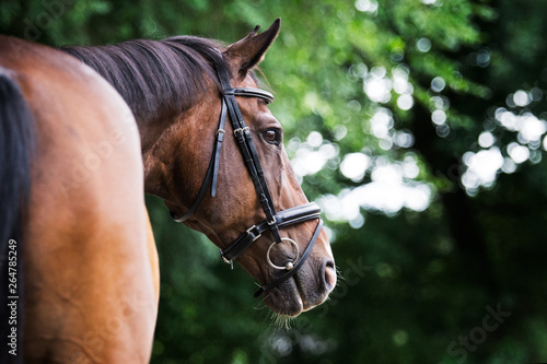 Bay warmblood gelding horse in summer with green bokeh