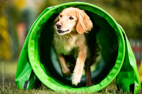 dog agility golden hovawart