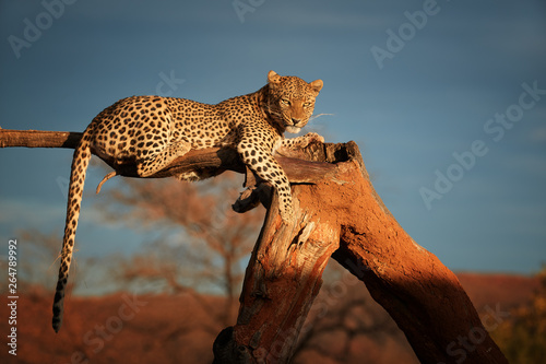 African Leopard, Panthera pardus illuminated by beautiful light, female, resting on a dead tree, staring directly at camera against dark sky. Animal action scene. Wildlife photography in Namibia.