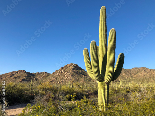 A large saguaro cactus dominates this arid Sonoran desert landscape