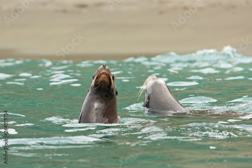 California sea lion, zalophus californianus, Mexico, seal, Espritu Santo national park
