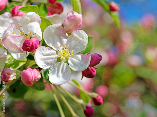 Apfelblüten im Frühling