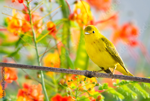 A Yellow Warbler, Setophaga petechia, bird perches on a branch with colorful Barbados Pride flowers in the background.
