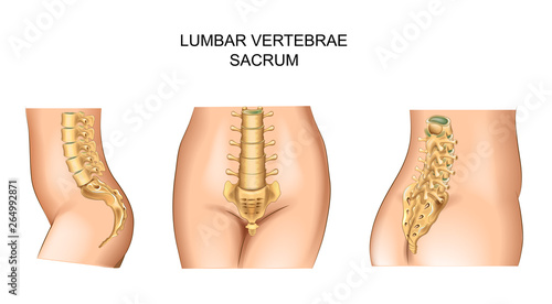 sacrum and lower back