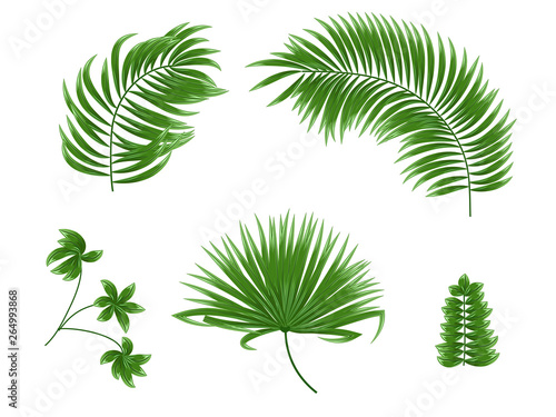 Tropical palm leaves set on white background.