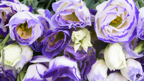White and purple Eustoma. Abstract close up background