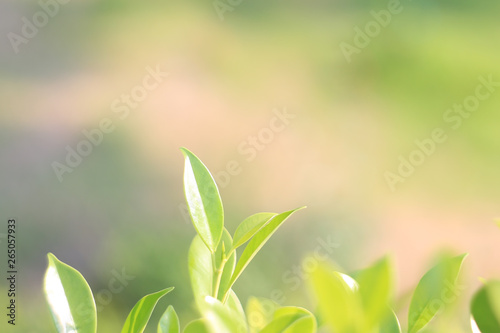  Nature leaf green in the garden.Concept organic leaves green and clean ecology in summer sunlight plants landscape. bokeh blurred bright green use texture wallpaper natural background.selective focus