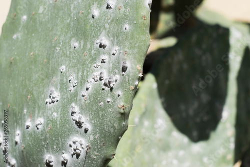 Hoja de Tunera Con Cochinilla Canaria