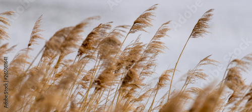 Reed grass in bloom, scientific name Phragmites australis, deliberately blurred, gently swaying in the wind on the shore of a pond