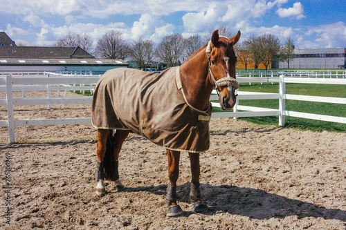 Horse with a blanket