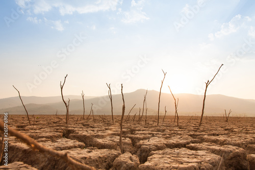 Dead trees on drought and cracked land at dry river or lake, metaphor climate change, global warming and water crisis