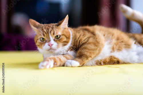 Domestic red cat lying on a yellow table.
